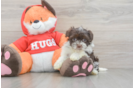 Best Havanese Baby