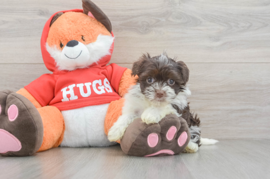 Best Havanese Baby