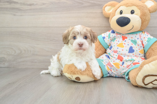 Hypoallergenic Havanese Purebred Pup