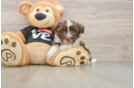 Havanese Pup Being Cute