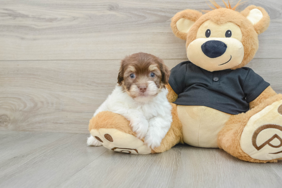 Hypoallergenic Havanese Purebred Pup