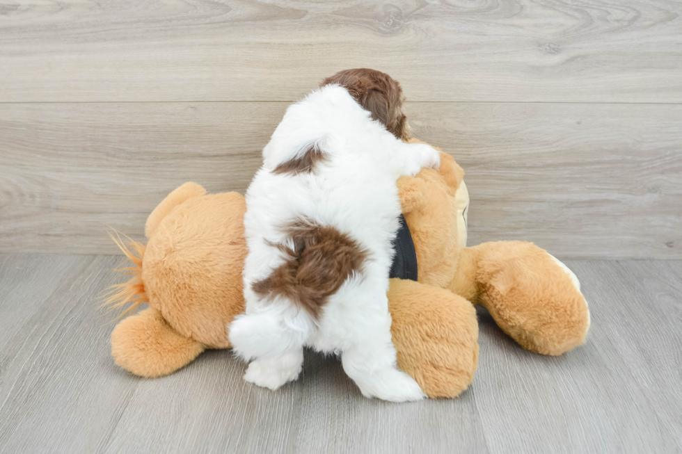 Friendly Havanese Purebred Pup