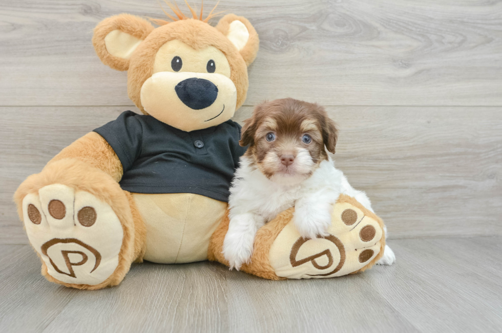 6 week old Havanese Puppy For Sale - Florida Fur Babies