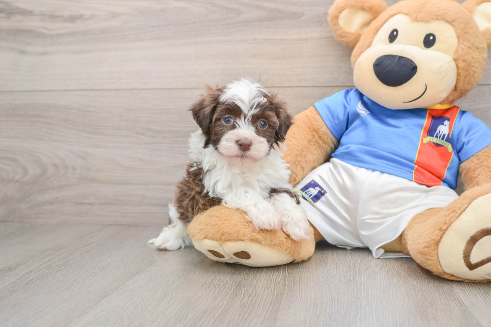 Funny Havanese Baby