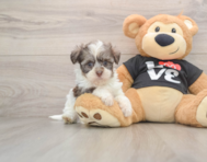 5 week old Havanese Puppy For Sale - Florida Fur Babies