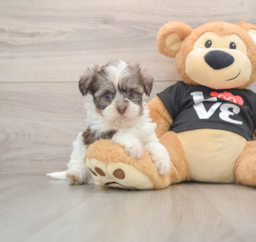 6 week old Havanese Puppy For Sale - Florida Fur Babies