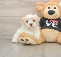 5 week old Havanese Puppy For Sale - Florida Fur Babies
