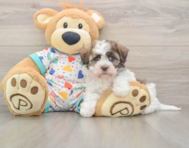 6 week old Havanese Puppy For Sale - Florida Fur Babies
