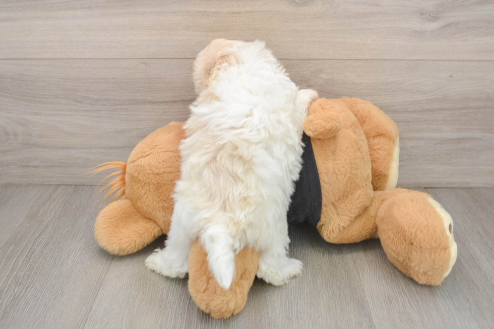 Akc Registered Havanese Purebred Pup
