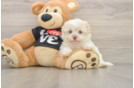 Fluffy Havaneser Purebred Puppy