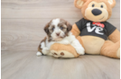 Cute Bichon Havanes Purebred Puppy