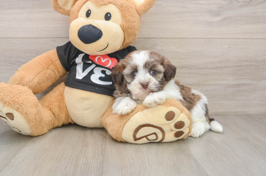 Havanese Puppy for Adoption