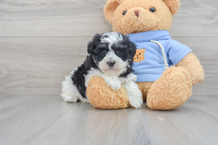 Havanese Puppy for Adoption