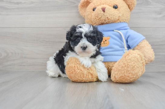 Havanese Puppy for Adoption