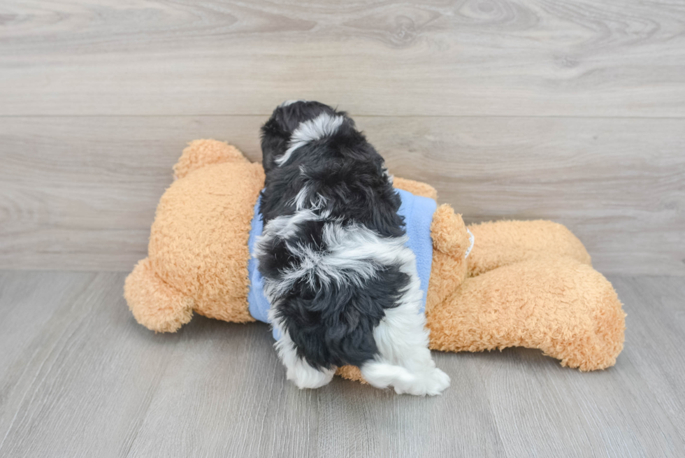 Small Havanese Baby