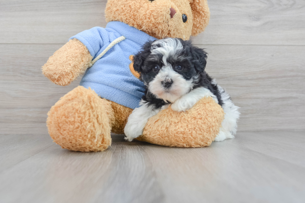 Havanese Puppy for Adoption