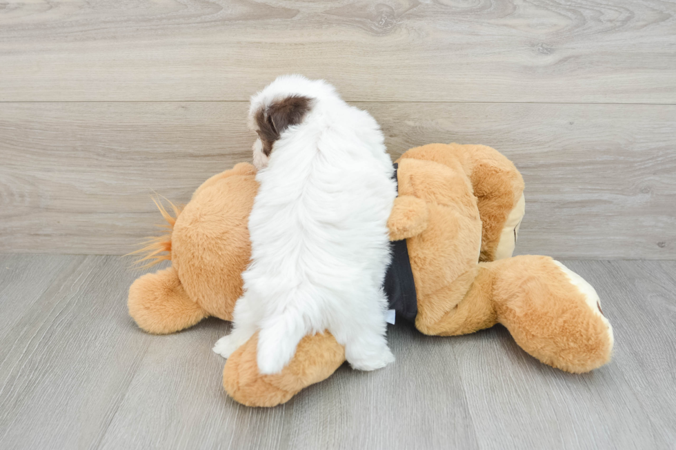 Small Havanese Purebred Pup