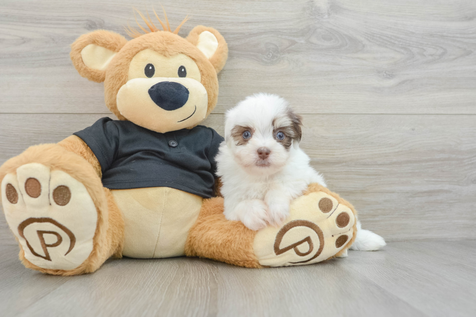 Havanese Pup Being Cute