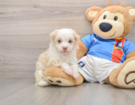 5 week old Havanese Puppy For Sale - Florida Fur Babies