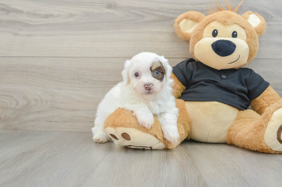 6 week old Havanese Puppy For Sale - Florida Fur Babies