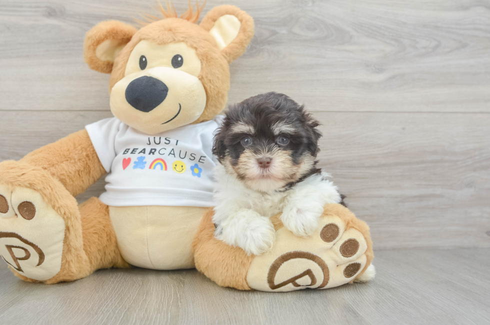 6 week old Havanese Puppy For Sale - Florida Fur Babies
