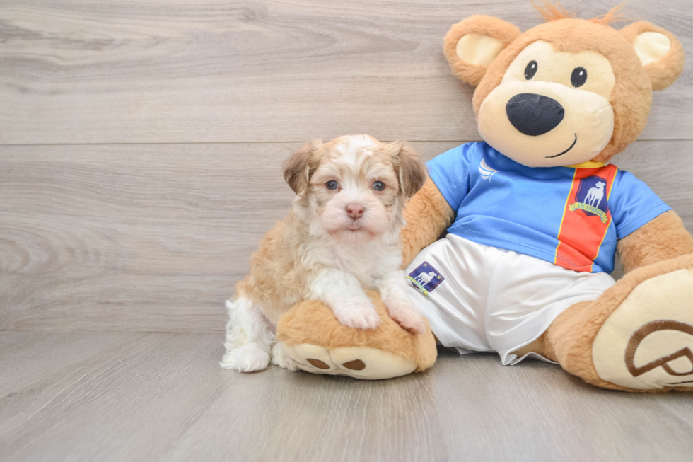 Energetic Havanezer Purebred Puppy