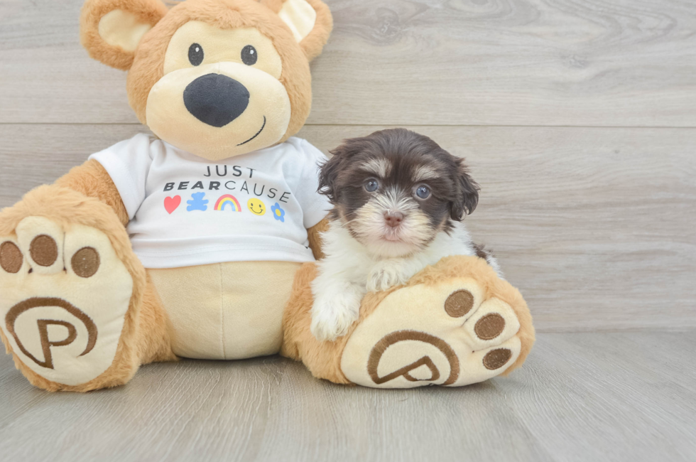 6 week old Havanese Puppy For Sale - Florida Fur Babies