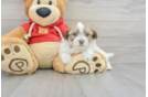 Havanese Pup Being Cute