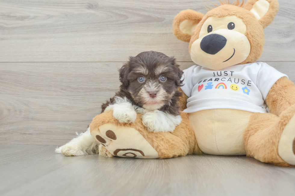 6 week old Havanese Puppy For Sale - Florida Fur Babies