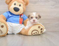 5 week old Havanese Puppy For Sale - Florida Fur Babies
