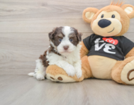 5 week old Havanese Puppy For Sale - Florida Fur Babies
