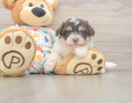 8 week old Havanese Puppy For Sale - Florida Fur Babies