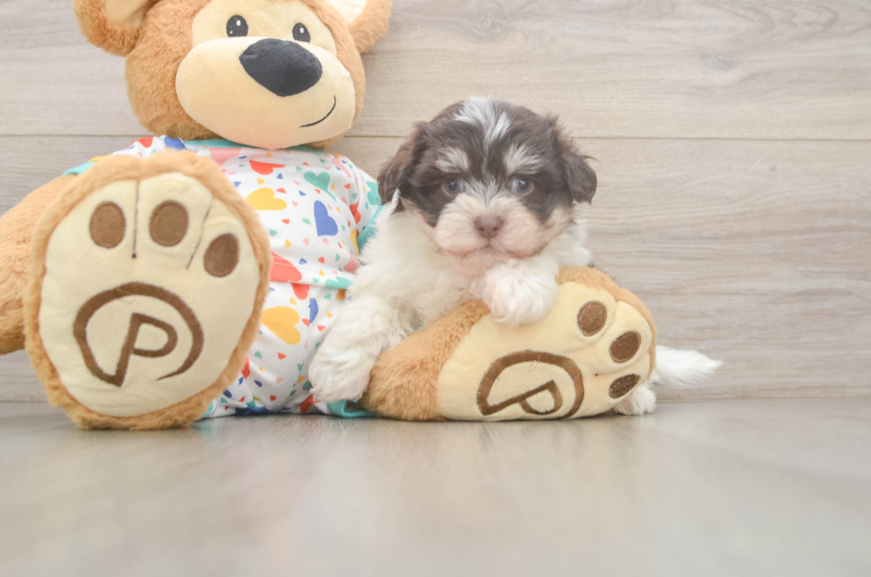 7 week old Havanese Puppy For Sale - Florida Fur Babies