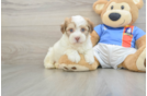 Smart Bichon Havanes Purebred Puppy