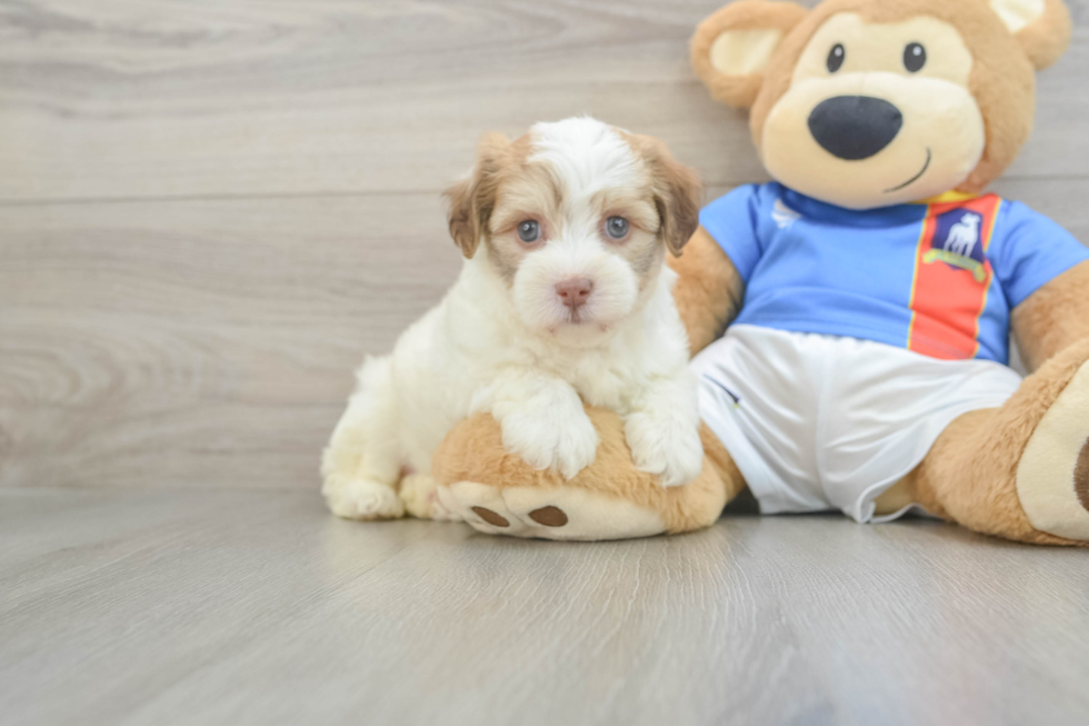 Smart Bichon Havanes Purebred Puppy
