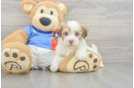Small Havanese Baby