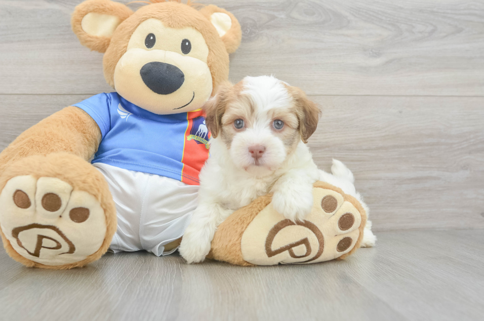 5 week old Havanese Puppy For Sale - Florida Fur Babies
