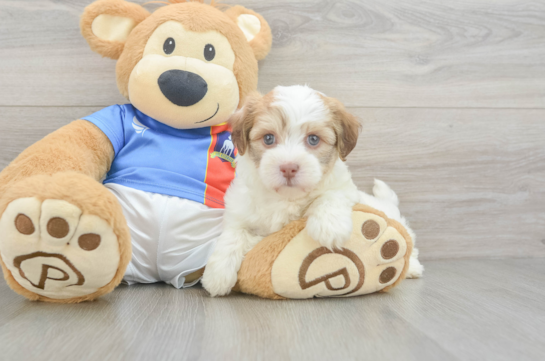 Small Havanese Baby