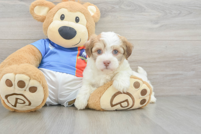 Meet Zevia - our Havanese Puppy Photo 3/3 - Florida Fur Babies