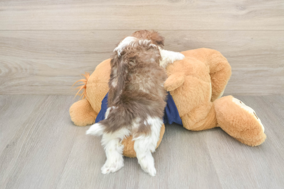 Friendly Havanese Purebred Pup