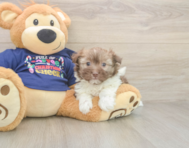 5 week old Havanese Puppy For Sale - Florida Fur Babies