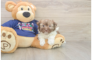 Smart Havaneser Purebred Puppy