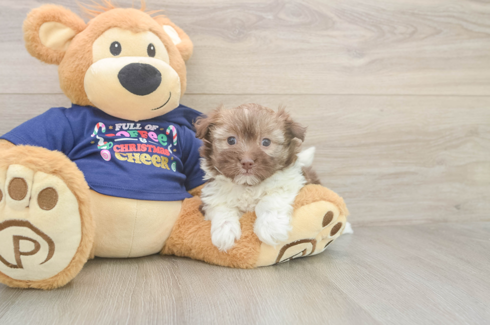 5 week old Havanese Puppy For Sale - Florida Fur Babies