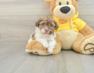 6 week old Havanese Puppy For Sale - Florida Fur Babies