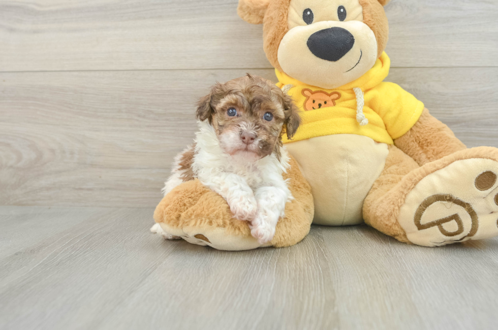 6 week old Havanese Puppy For Sale - Florida Fur Babies