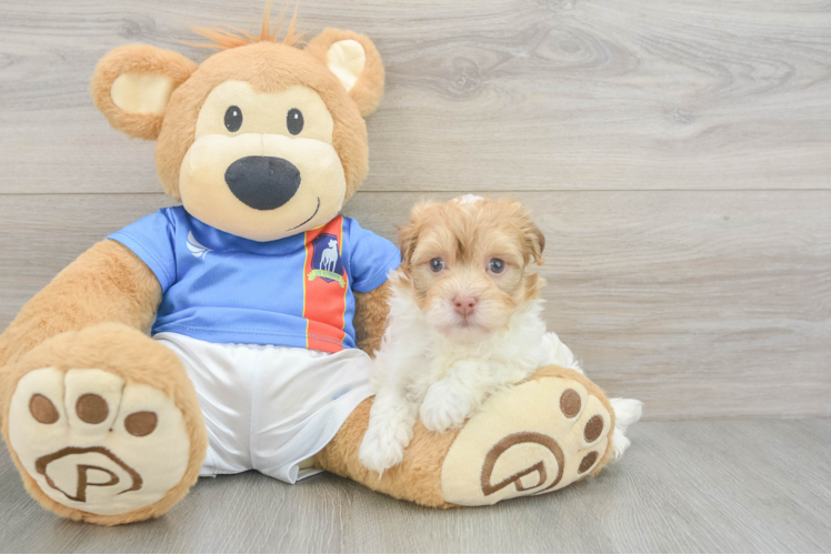 Funny Havanese Purebred Pup