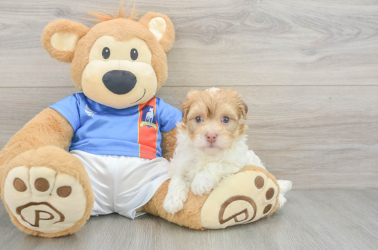 Funny Havanese Purebred Pup