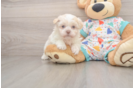 Havanese Pup Being Cute