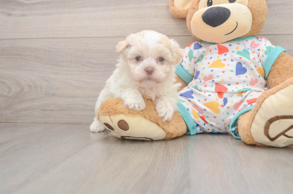 5 week old Havanese Puppy For Sale - Florida Fur Babies