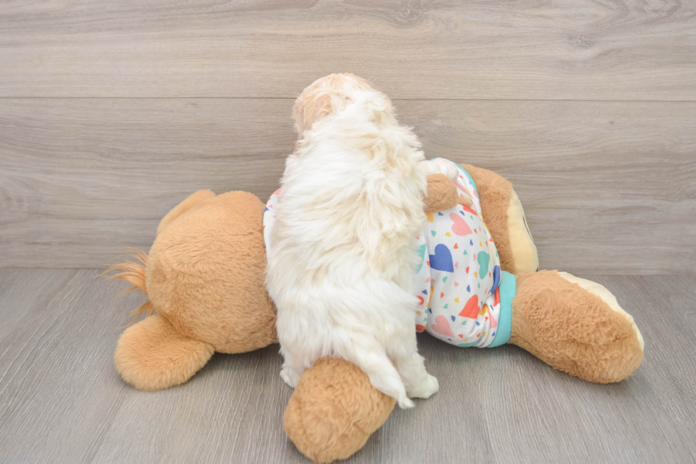 Friendly Havanese Purebred Pup